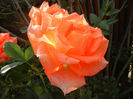Rose Monica (2013, November 03)