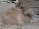 Angora pitic 001