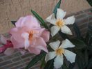 2013 062