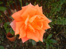Rose Monica (2013, November 03)