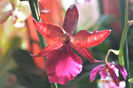 Colmanara Massai Red