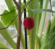 Abutilon megapotamicum