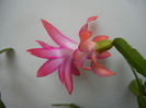 Pink Schlumbergera (2013, December 02)