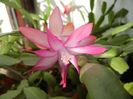 Pink Schlumbergera (2013, December 09)