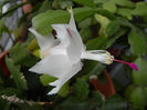 White Schlumbergera (2013, Nov.22)