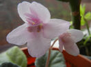 Pink African Violet (2013, December 26)