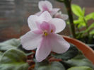 Pink African Violet (2013, December 26)