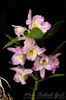 Dendrobium Fancy Angel Lycee