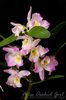 Dendrobium Fancy Angel Lycee