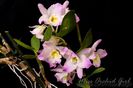 Dendrobium Fancy Angel Lycee