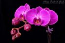 Phalaenopsis NoID