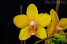 Phalaenopsis NoID