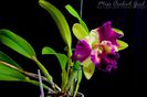 Blc. Kat Red Panda Dragon Cat