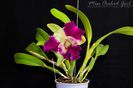 Blc. Kat Red Panda Dragon Cat