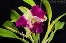 Blc. Kat Red Panda Dragon Cat