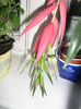 bilbergia 001