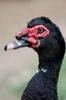 21521524-close-up-duck-face