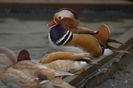poze 2014 108