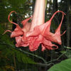 brugmansia bergkoenigen