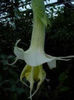 brugmansia lodges