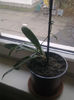 hoya benguetensis 21.01.2014