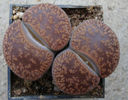 Lithops aucampiae L. Bolus 1932