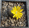 Lithops bromfieldii var. insularis     (L. Bol.) B. Fearn 1937