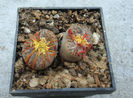 Lithops bromfieldii var. insularis (L. Bol.) B. Fearn 1937