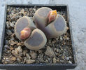 Lithops dinteri var. brevis      (L.Bol.) B. Feam 1932.