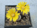 Lithops dinteri var. brevis    (L.Bol.) B. Feam 1932.