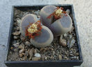 Lithops dinteri var. brevis (L.Bol.) B. Feam 1932.