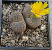 Lithops fulviceps      (NE Br.) NE Br. 1914