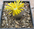 Lithops fulviceps     (NE Br.) NE Br. 1914