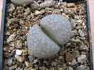 Lithops hookeri var. susannae       (DT Cole) DT Cole 1970