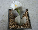 Lithops hookeri var. susannae   (DT Cole) DT Cole 1970