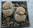 Lithops karasmontana       (Dint. & Schwant.) NE Br.1920