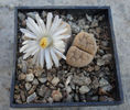 Lithops karasmontana     (Dint. & Schwant.) NE Br. 1920