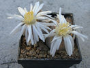 Lithops karasmontana  (Dint. & Schwant.) NE Br.1920