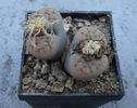 Lithops karasmontana (Dint. & Schwant.) NE Br.1920