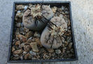 Lithops karasmontana