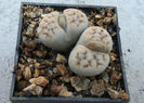 Lithops karasmontana