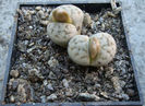 Lithops karasmontana