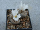 Lithops karasmontana