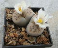 Lithops karasmontana