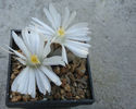Lithops karasmontana