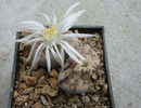 Lithops karasmontana