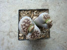 Lithops karasmontana ssp eberlanzii