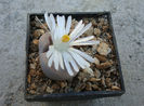 Lithops karasmontana var. aiaisensis   (HW de Boer) DT Cole 1964