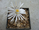 Lithops karasmontana var. aiaisensis  (HW de Boer) DT Cole 1964