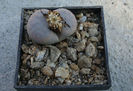 Lithops karasmontana var. aiaisensis (HW de Boer) DT Cole 1964